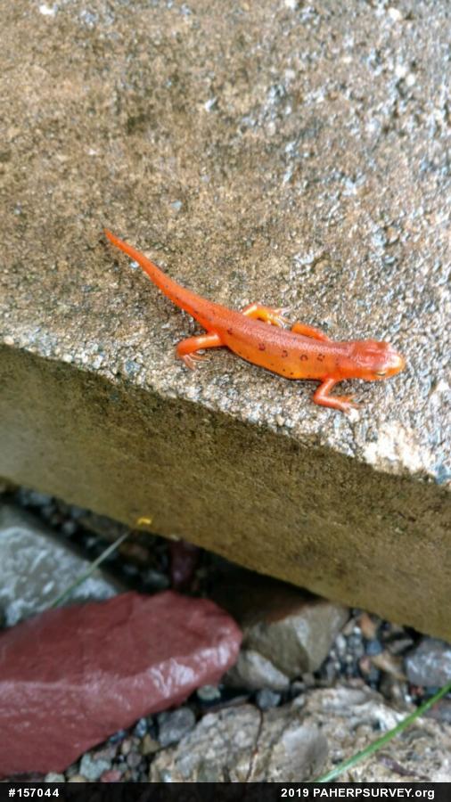 Red-spotted Newt
