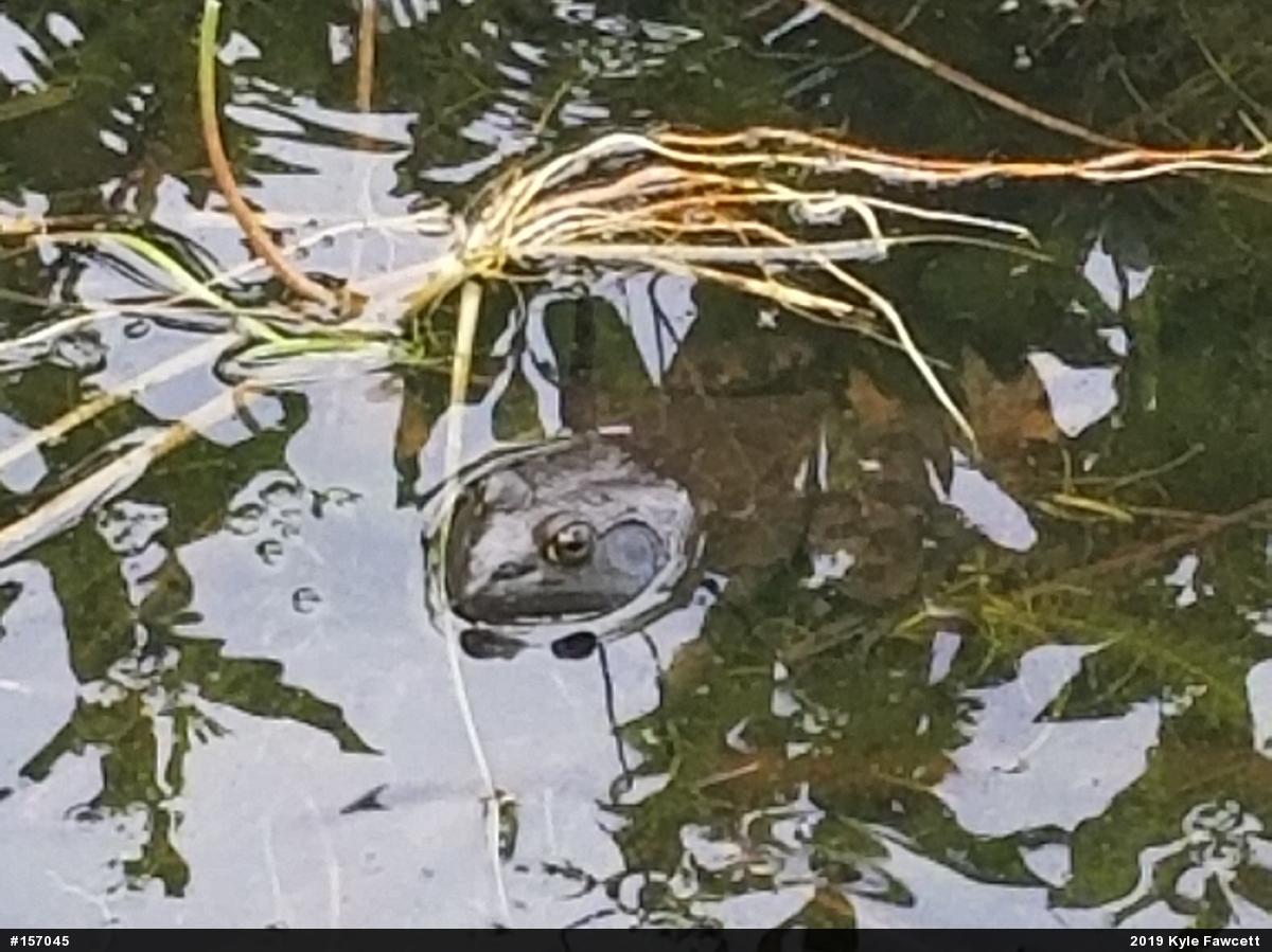 American Bullfrog