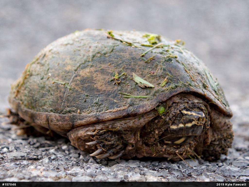 Eastern Musk Turtle