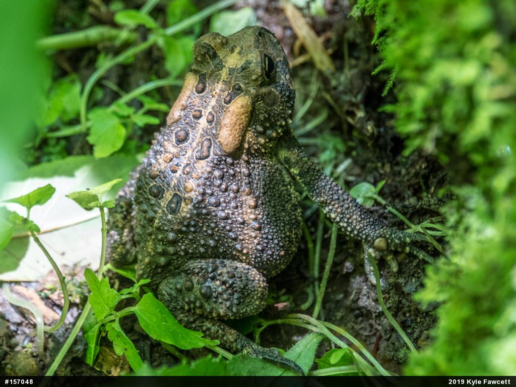 Eastern American Toad