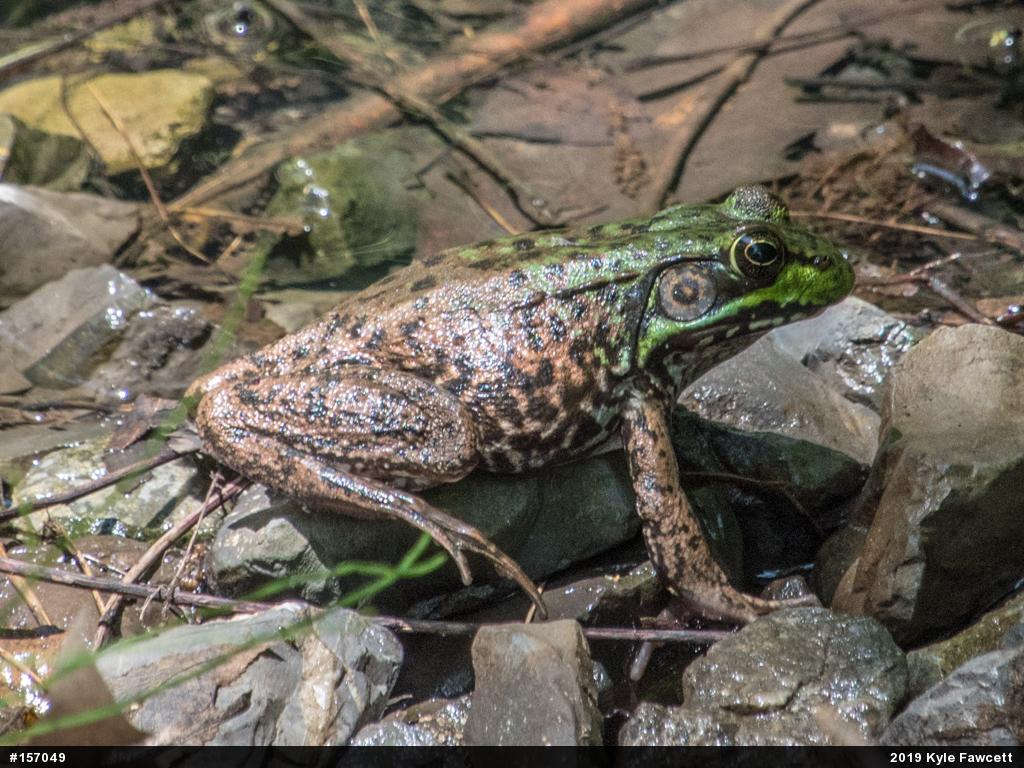 Green Frog