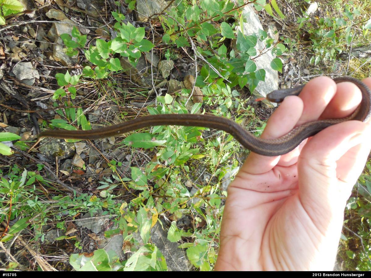 Eastern Gartersnake