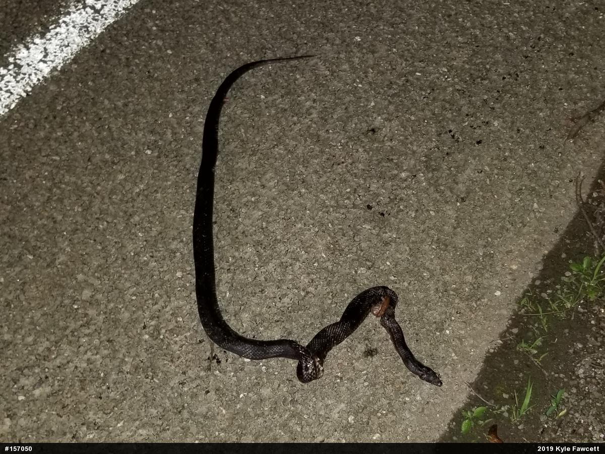 Eastern Ratsnake