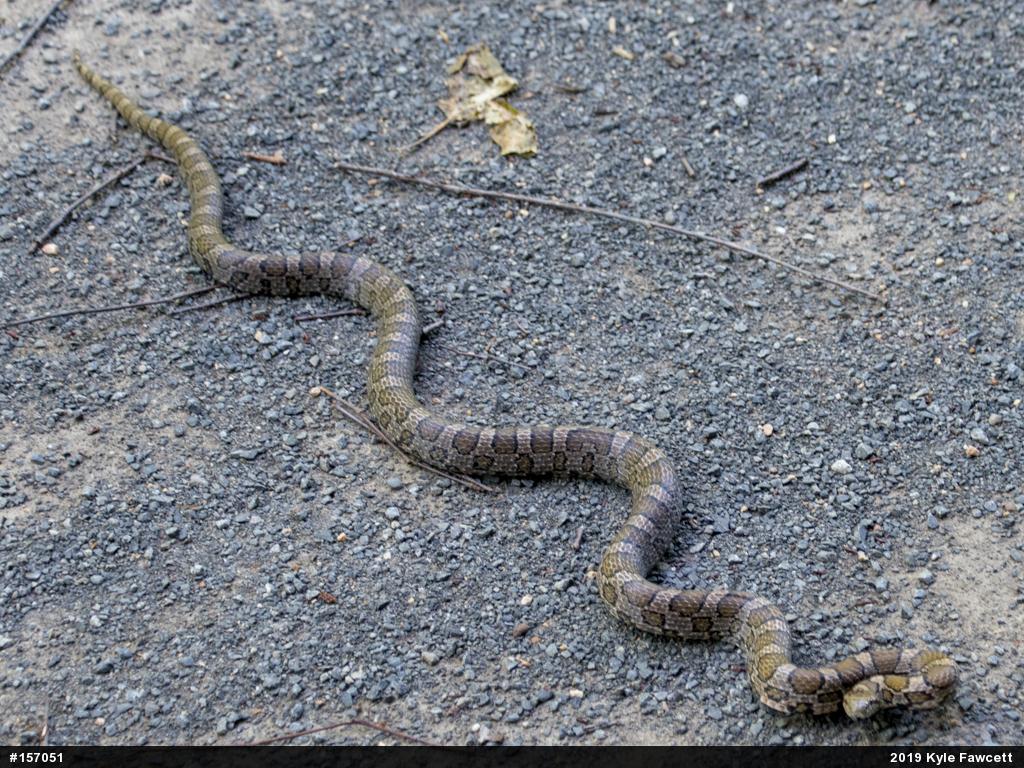 Eastern Milksnake