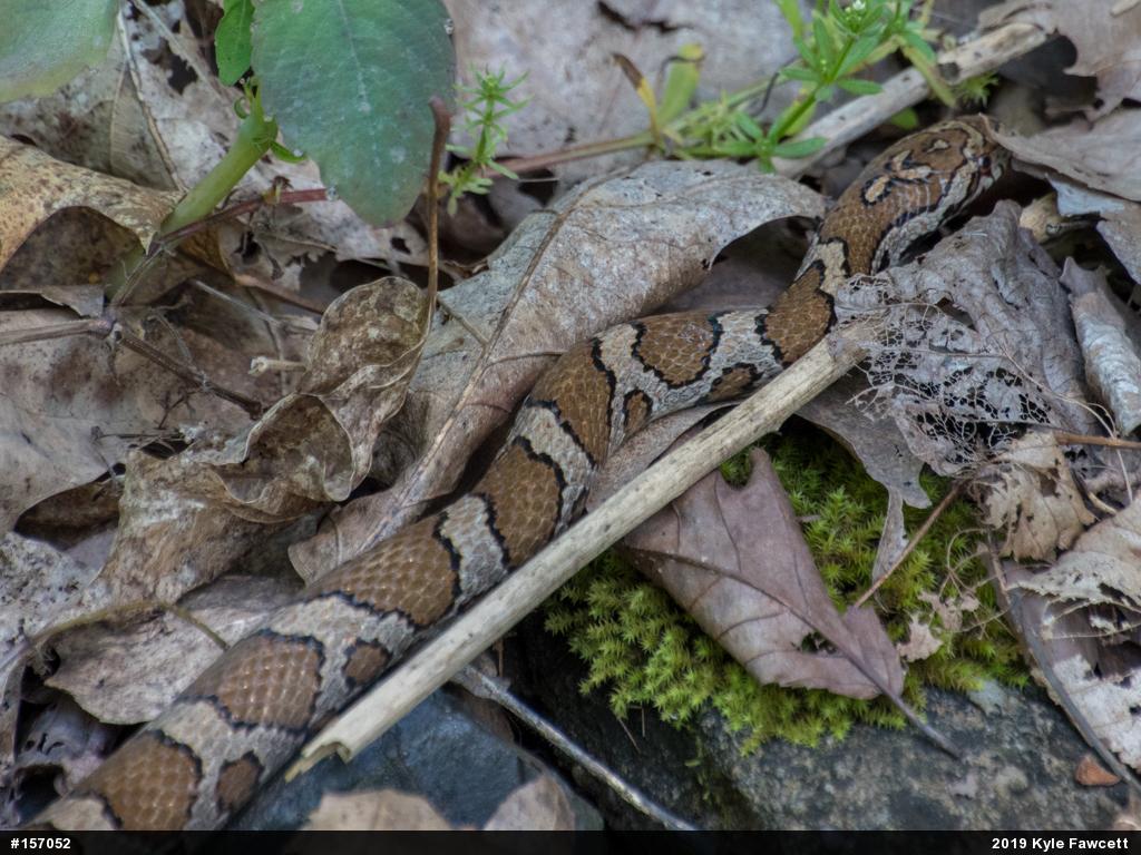 Eastern Milksnake