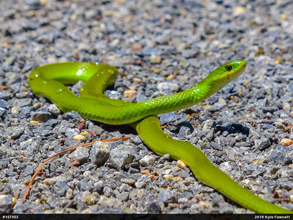 Smooth Greensnake