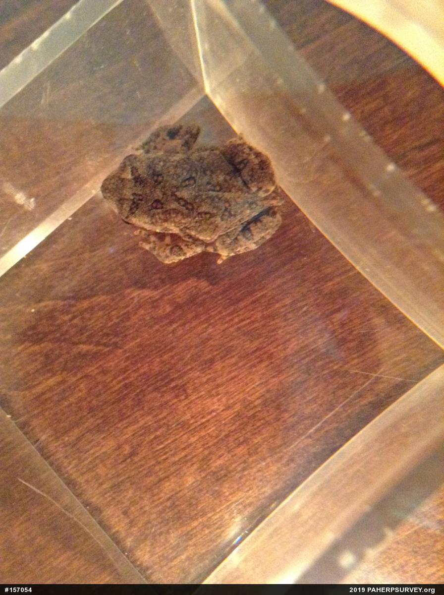 Eastern American Toad