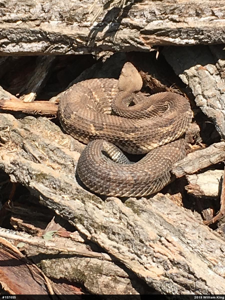 Timber Rattlesnake