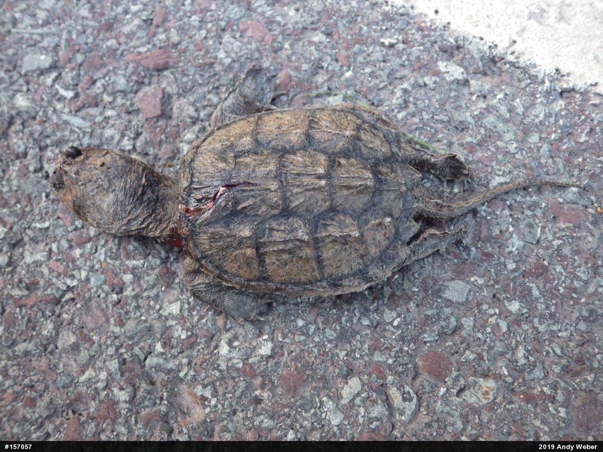 Snapping Turtle
