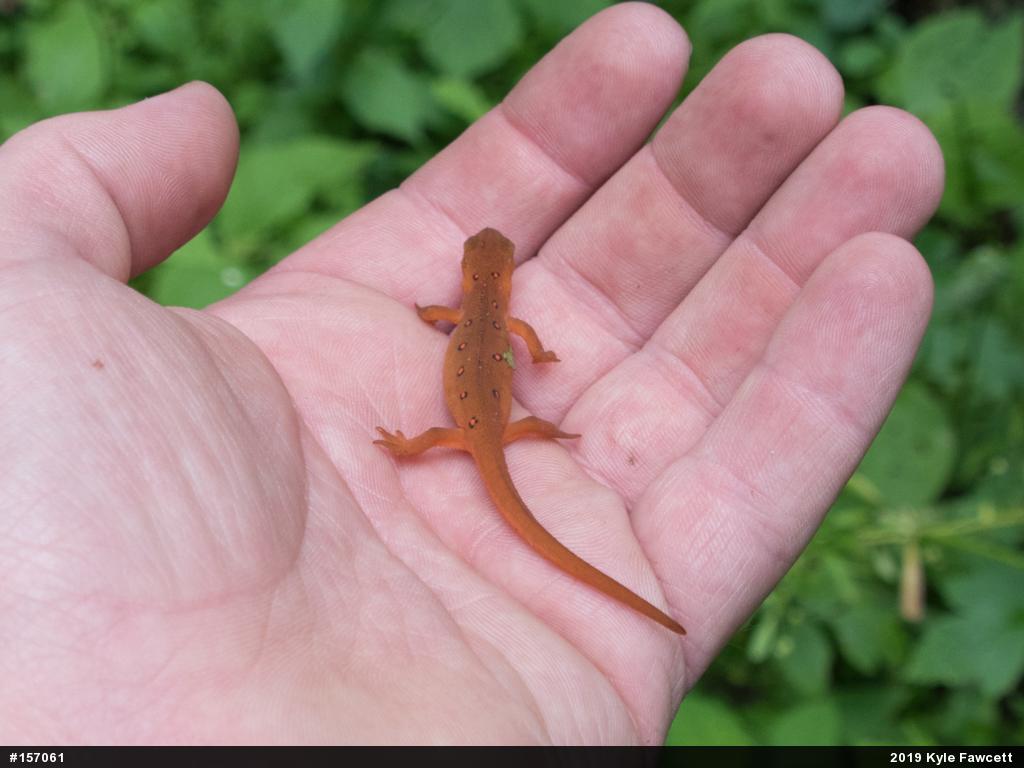 Red-spotted Newt