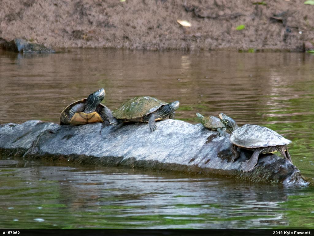 Northern Map Turtle