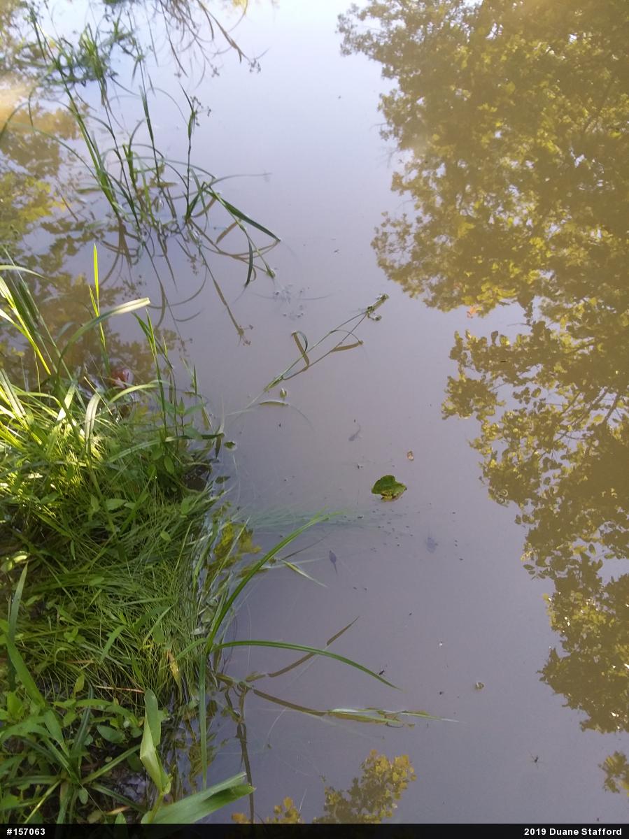 Green Frog