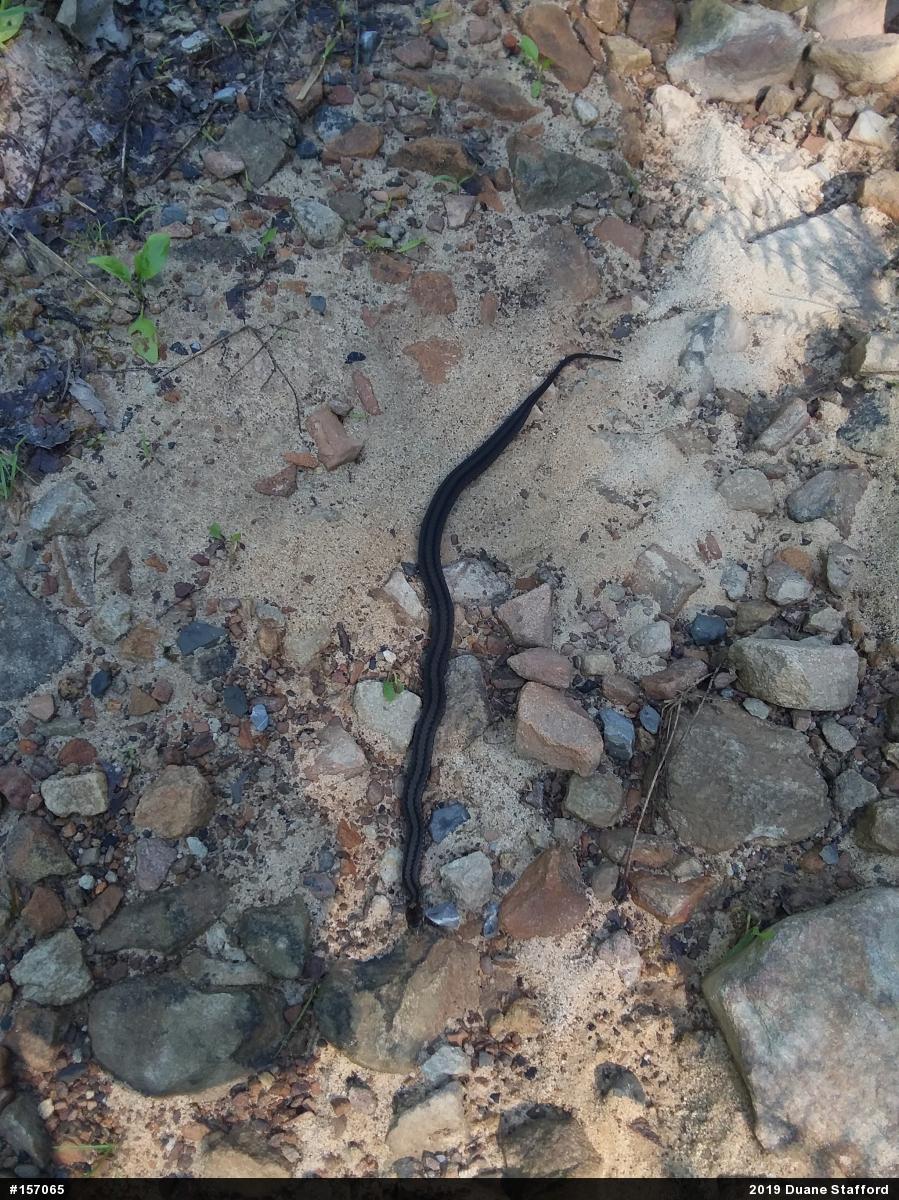 Red-bellied Snake