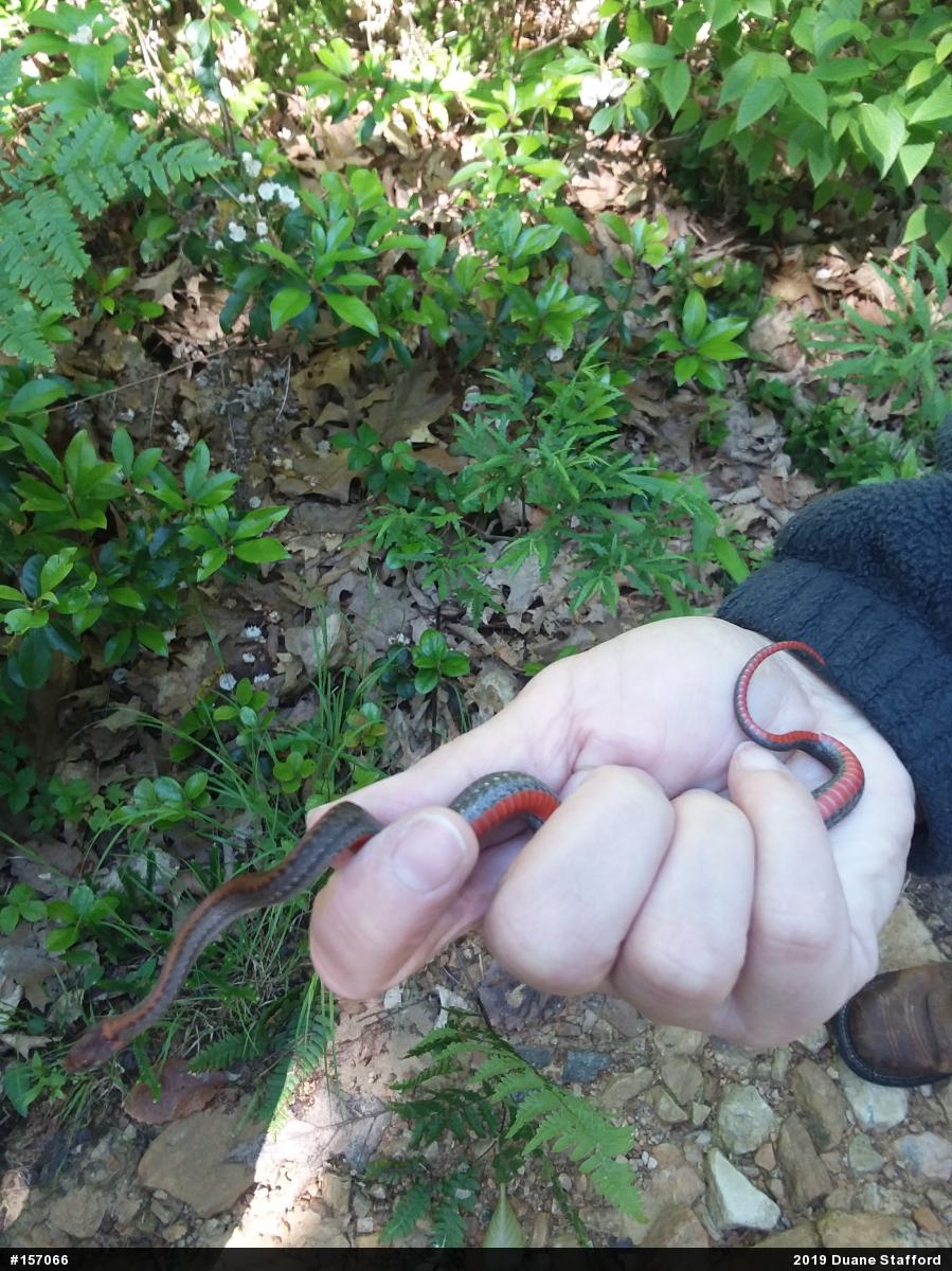 Red-bellied Snake