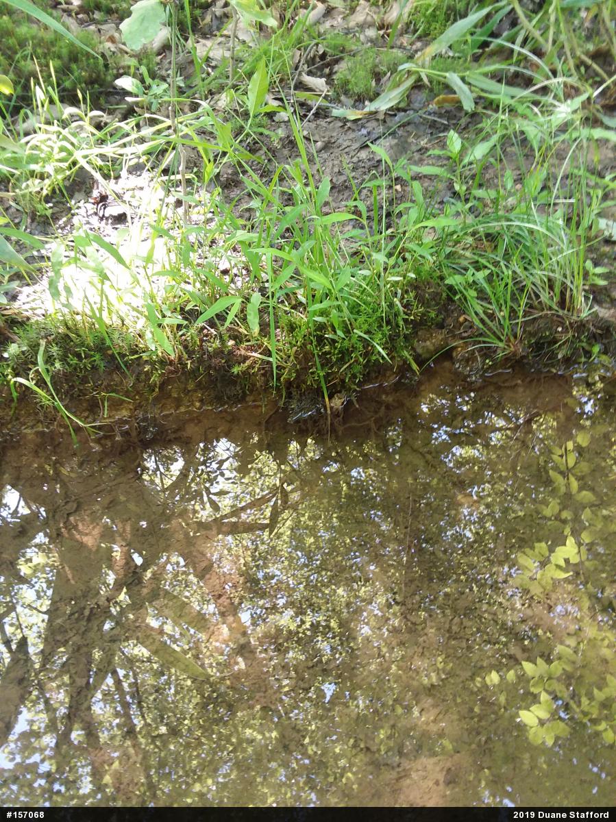 Wood Frog