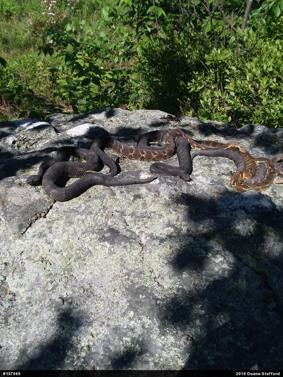 Timber Rattlesnake