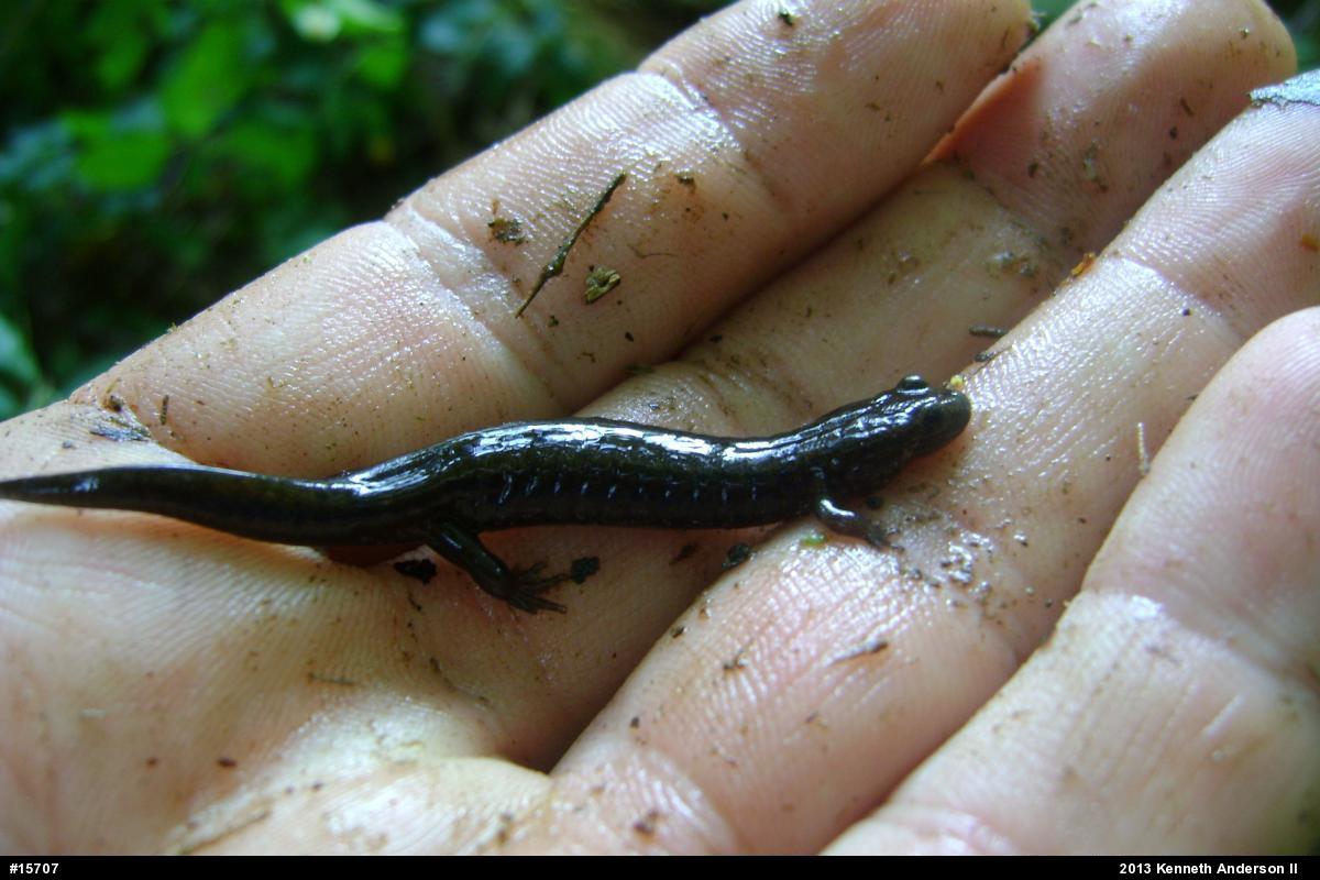 Northern Dusky Salamander