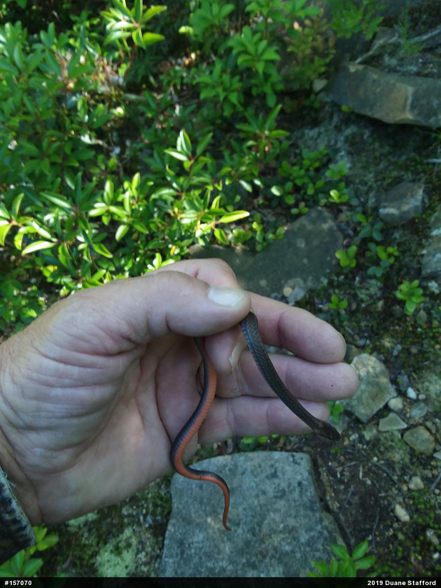 Red-bellied Snake