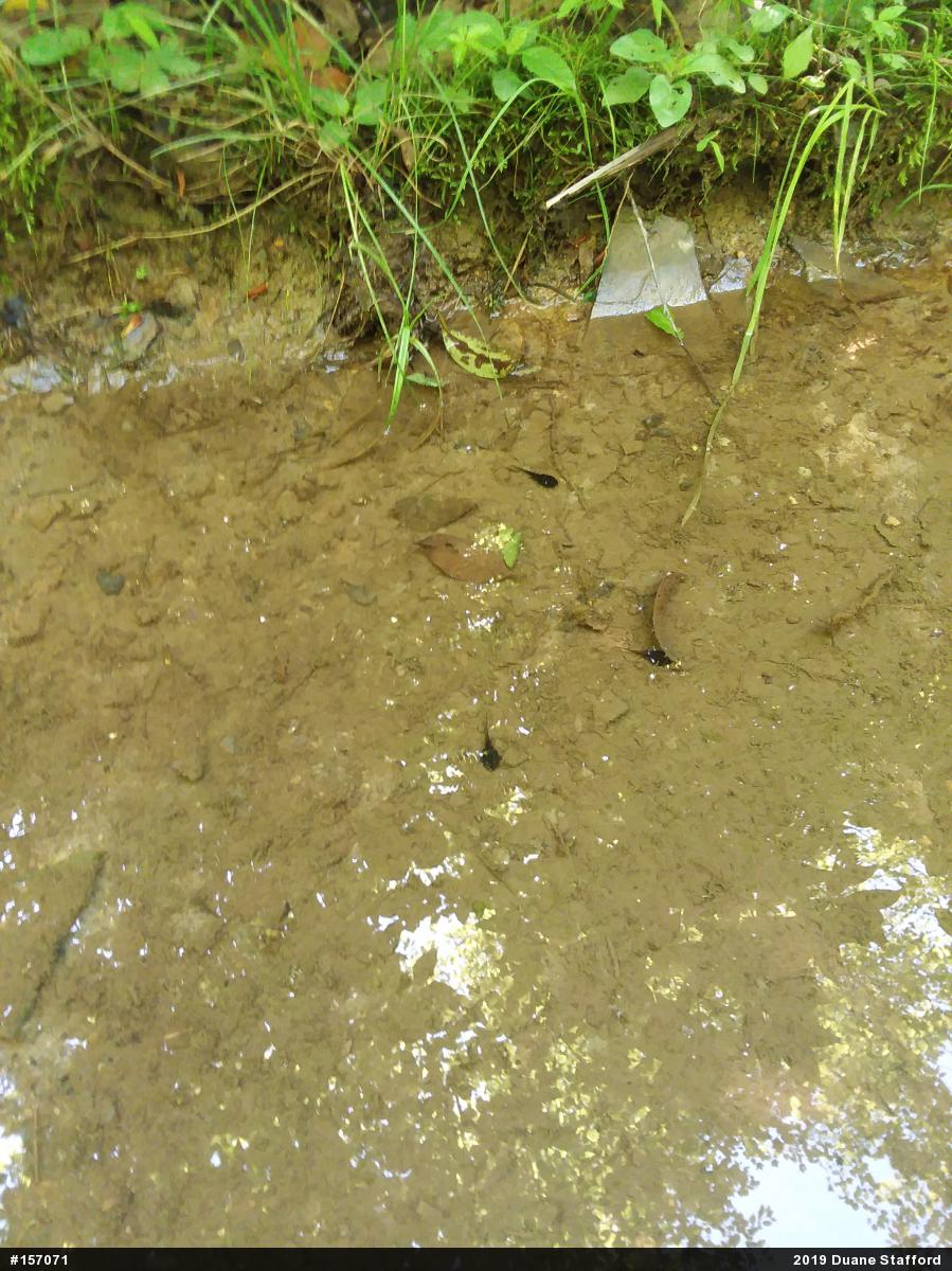 Eastern American Toad