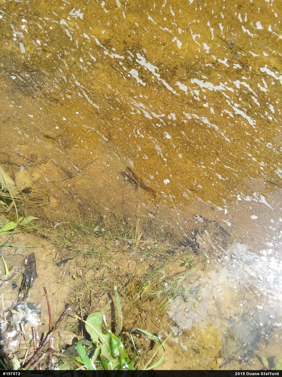 Red-spotted Newt