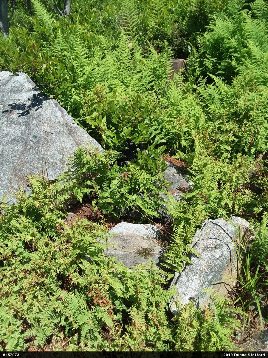 Timber Rattlesnake