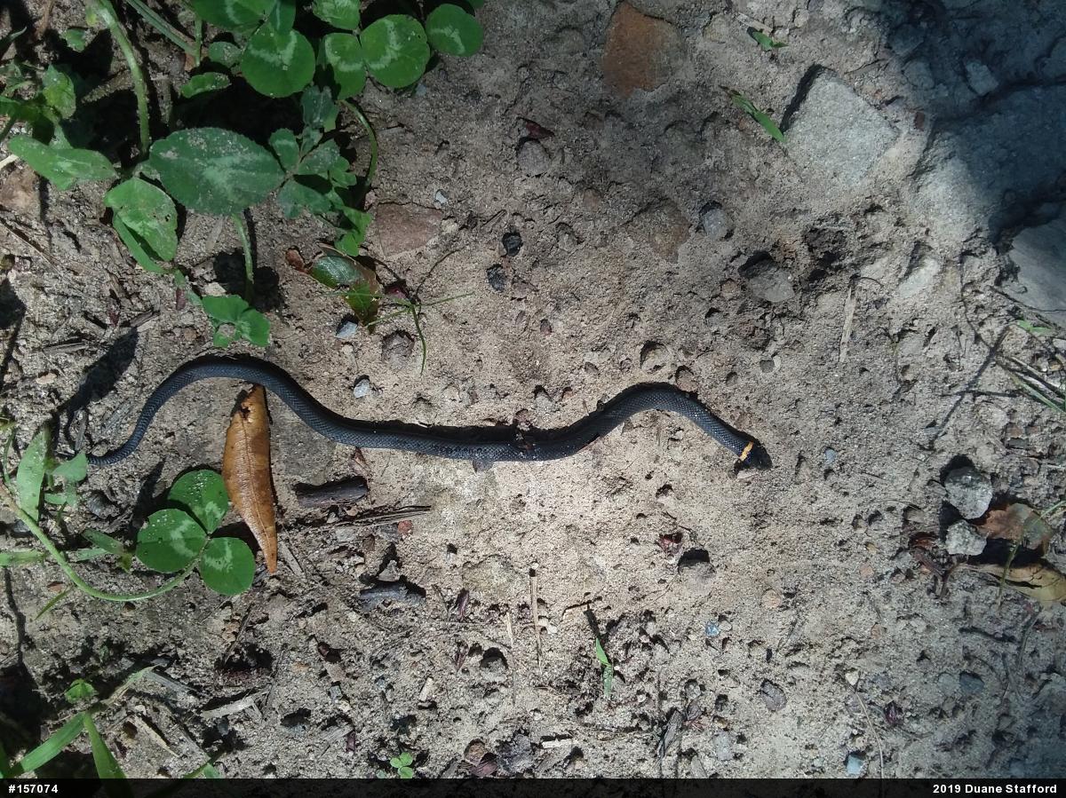 Northern Ring-necked Snake