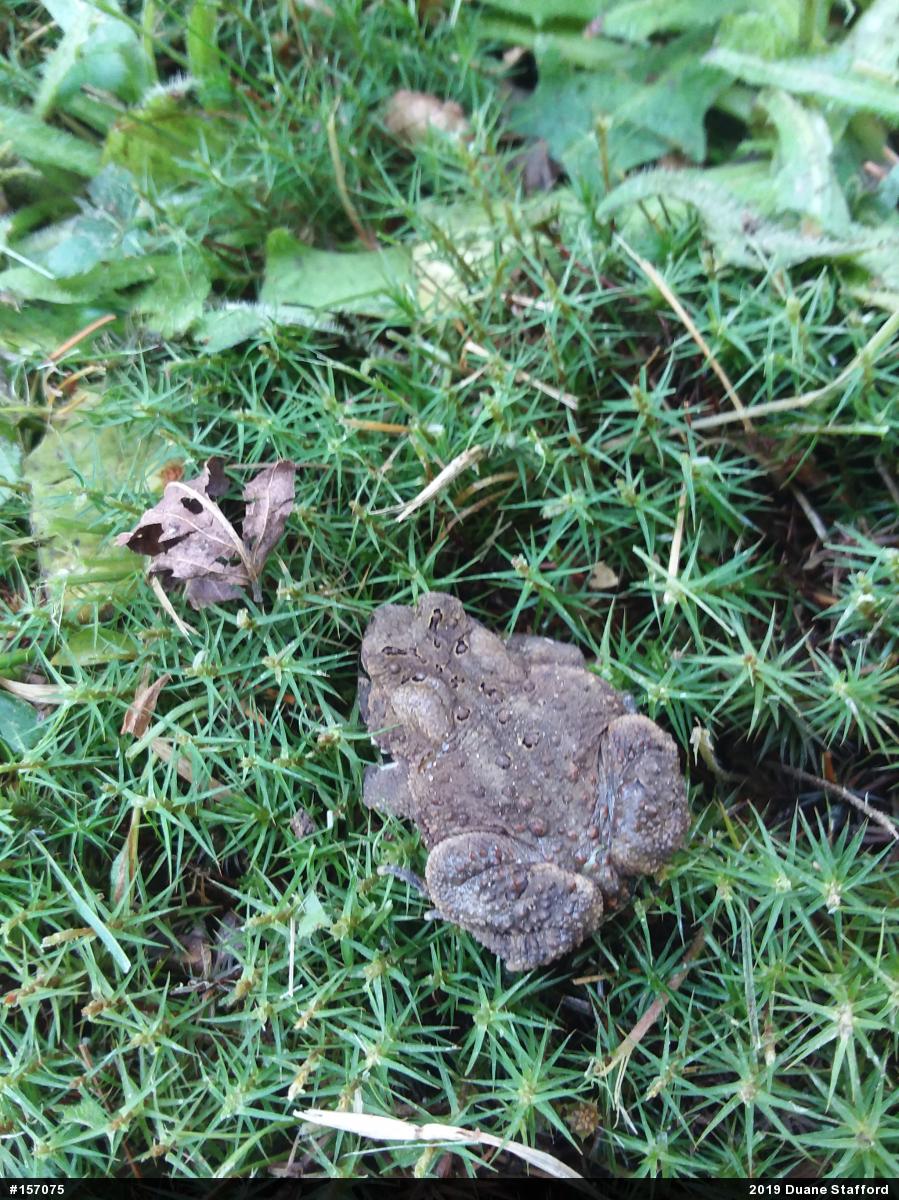 Eastern American Toad