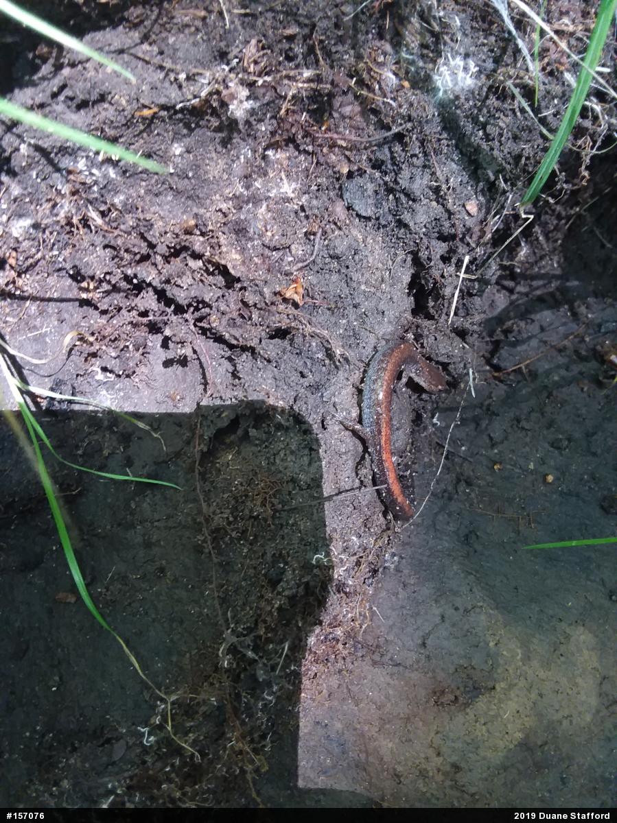 Eastern Red-backed  Salamander