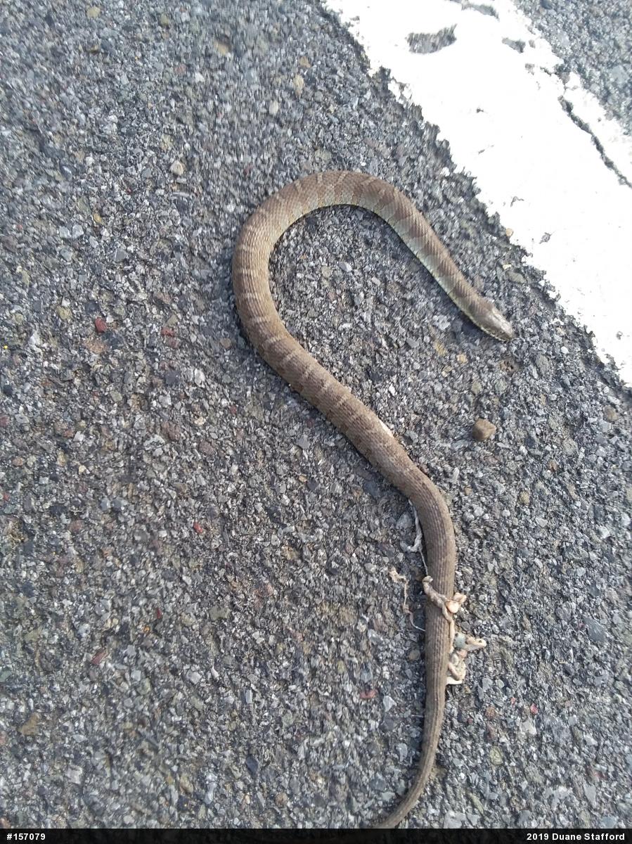Northern Watersnake