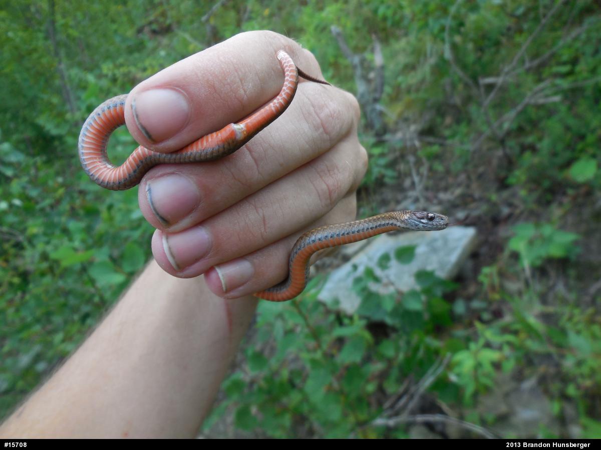 Red-bellied Snake