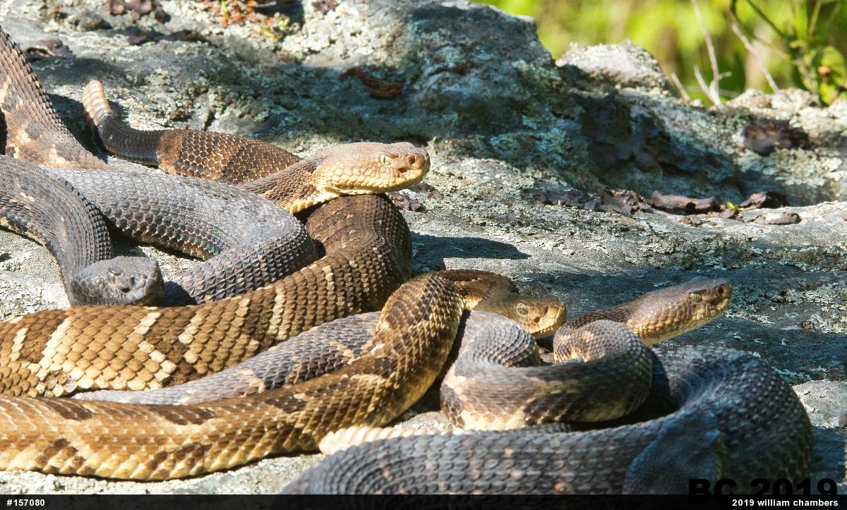 Timber Rattlesnake