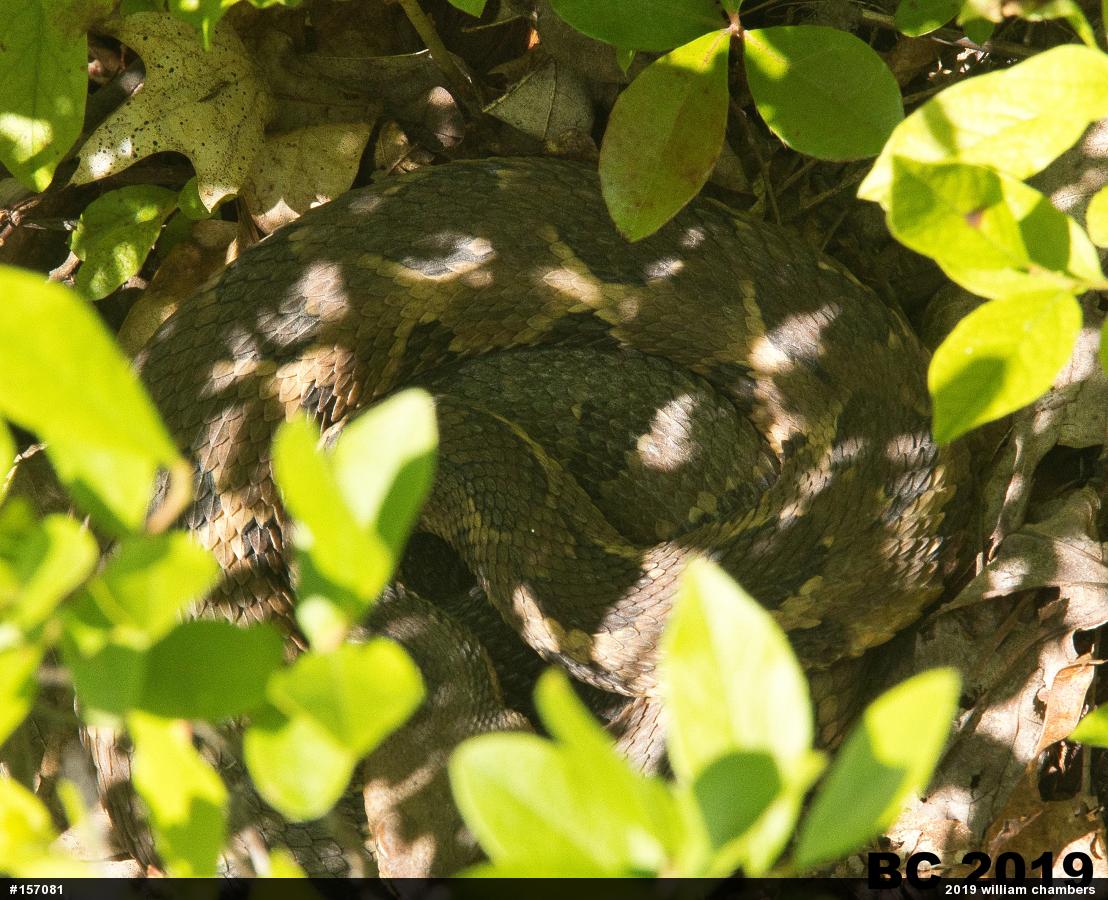 Timber Rattlesnake