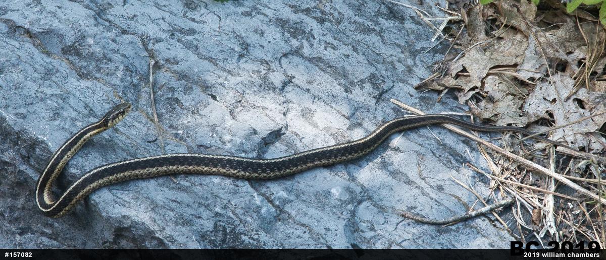Eastern Gartersnake