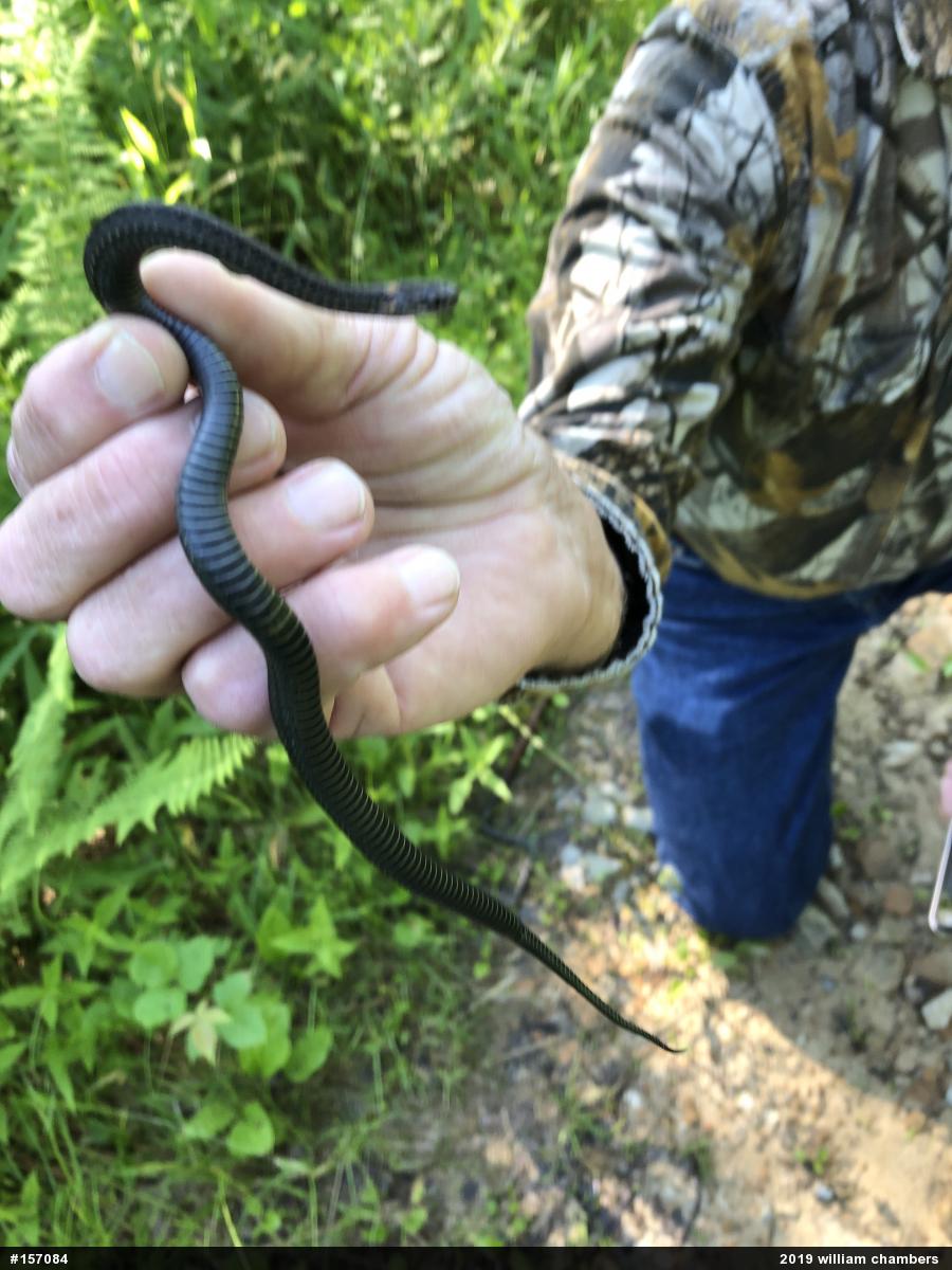 Red-bellied Snake