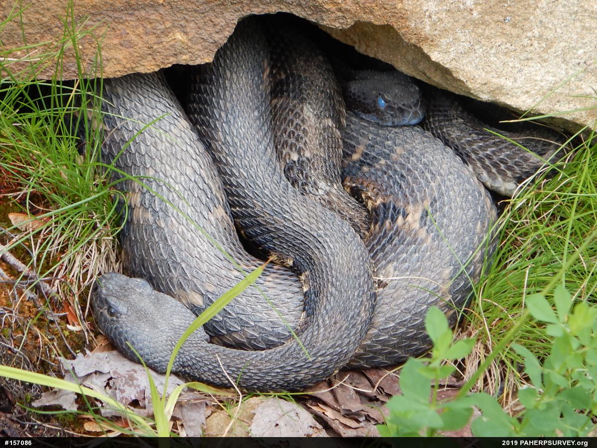 Timber Rattlesnake