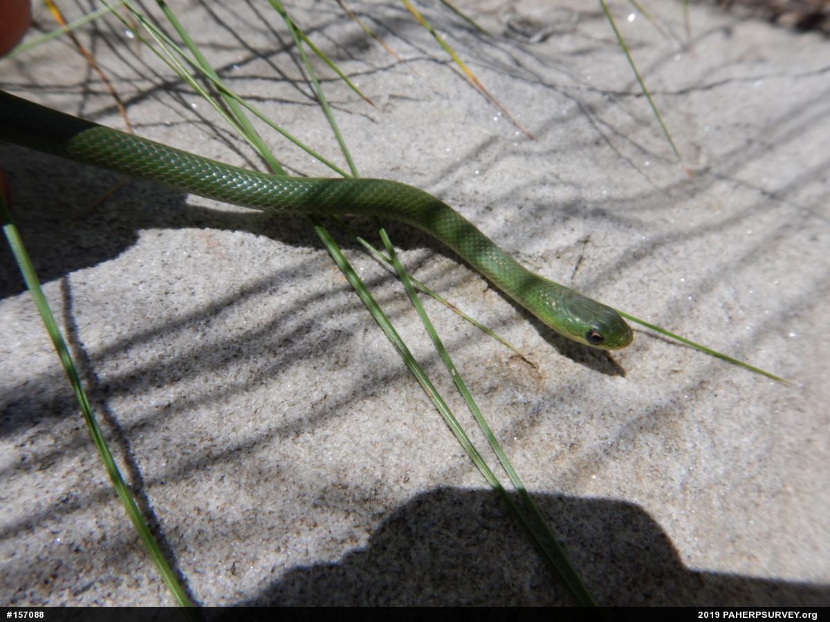 Smooth Greensnake