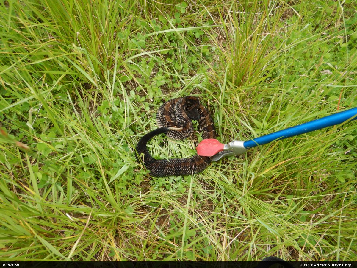 Timber Rattlesnake