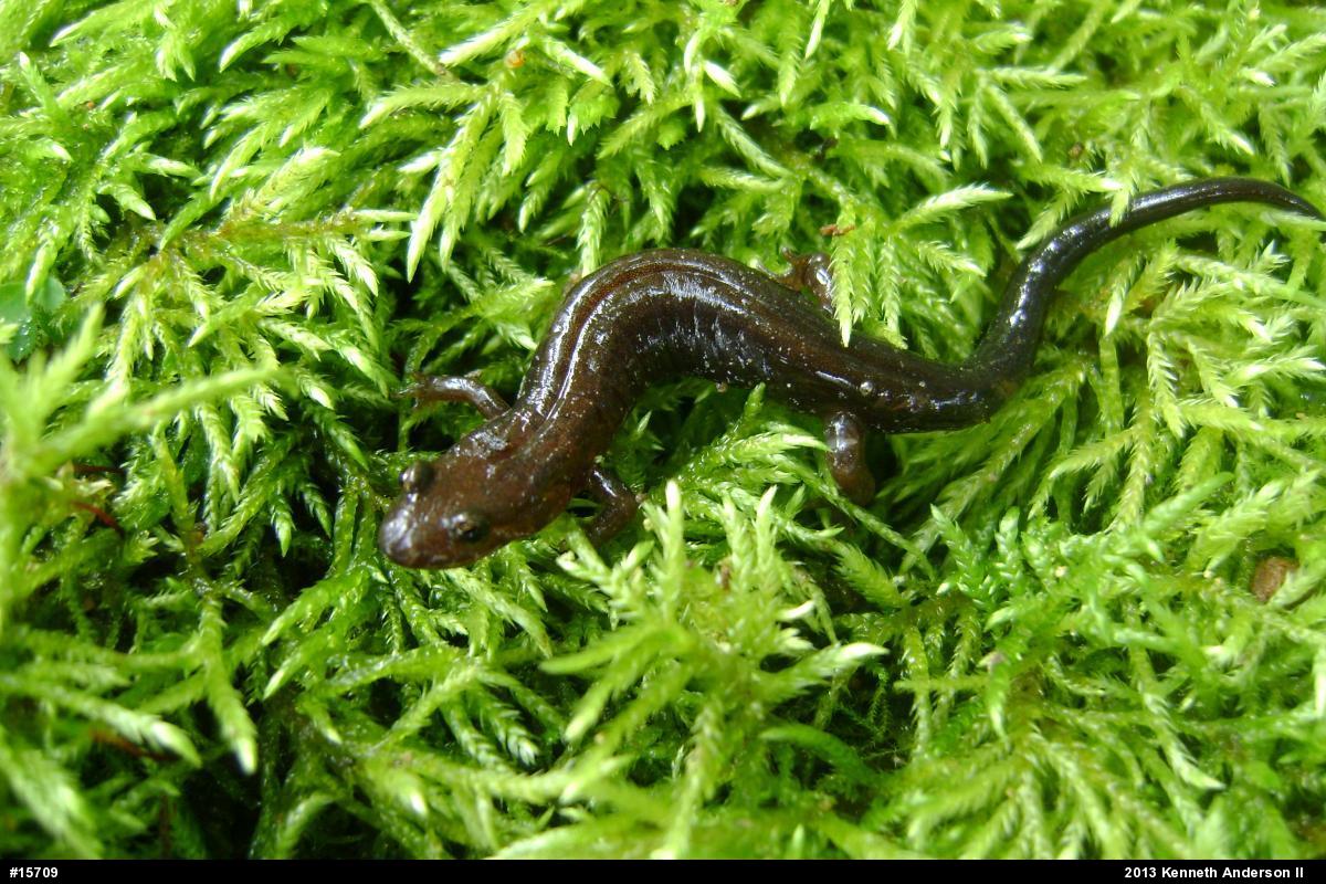 Allegheny Mountain Dusky Salamander