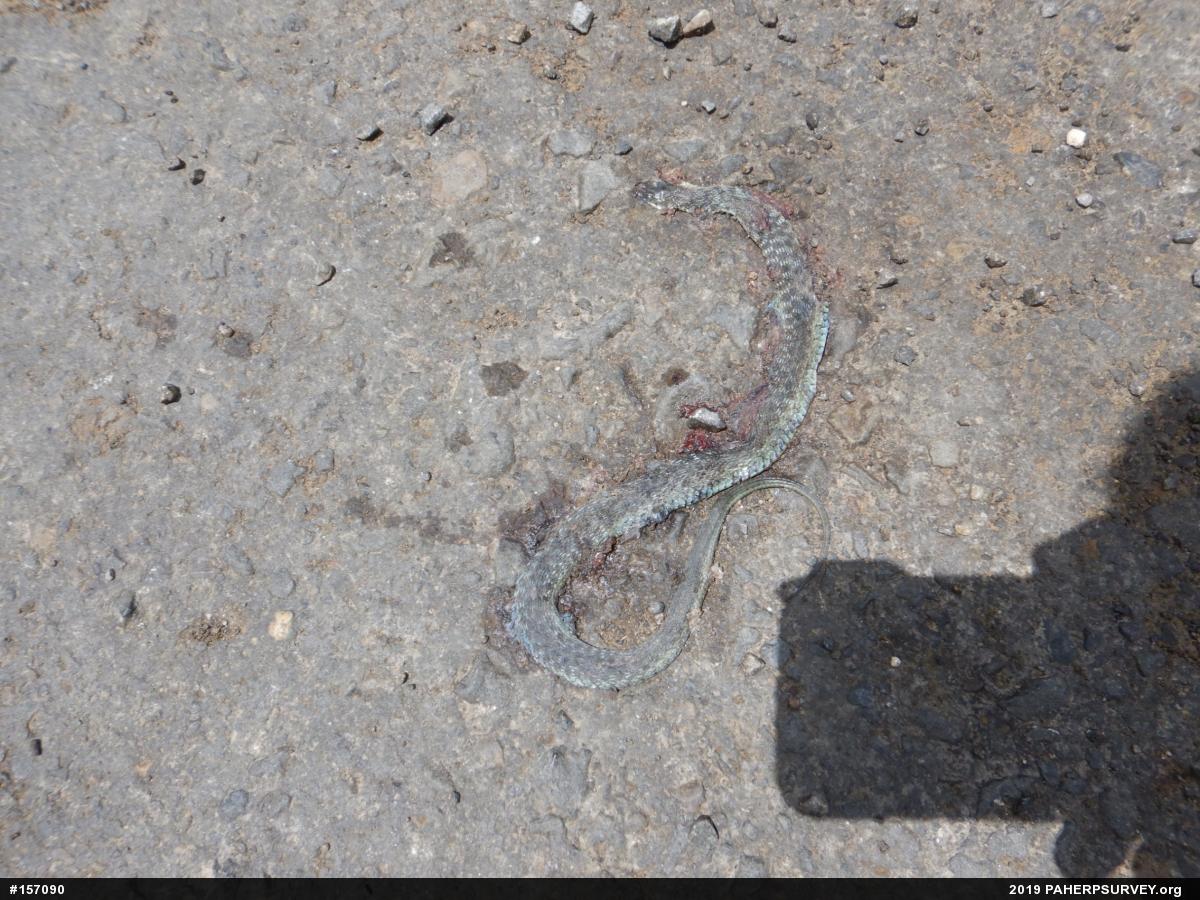 Eastern Gartersnake
