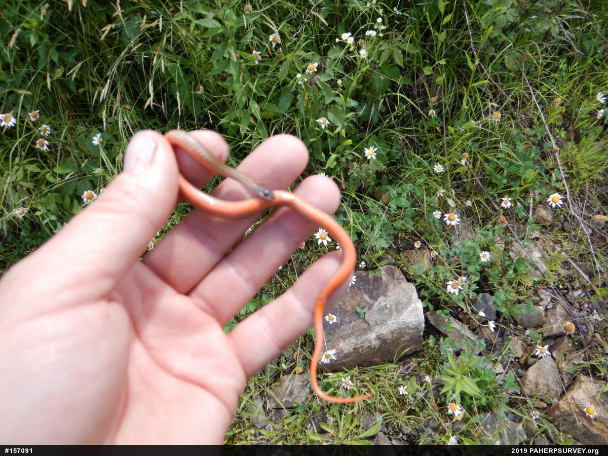 Red-bellied Snake