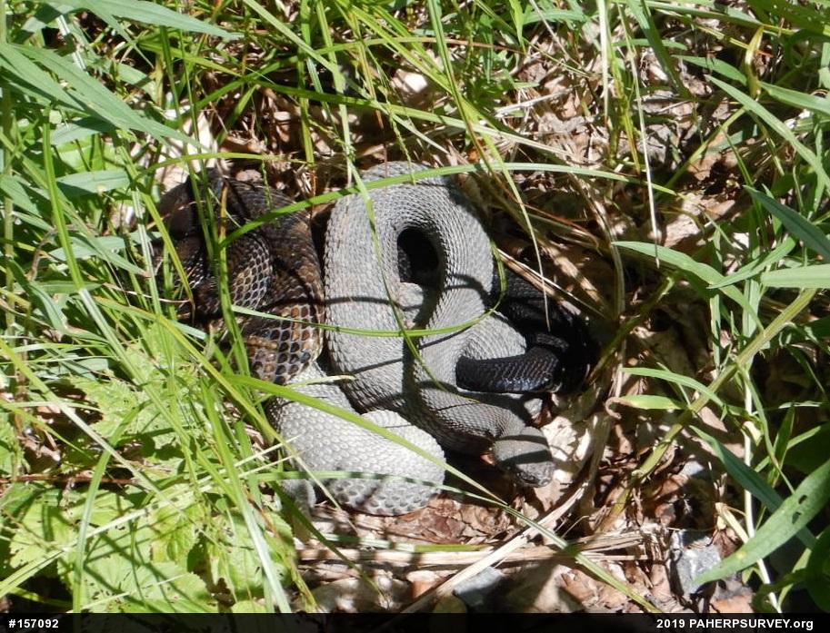Timber Rattlesnake