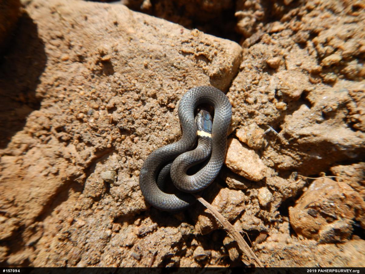 Northern Ring-necked Snake