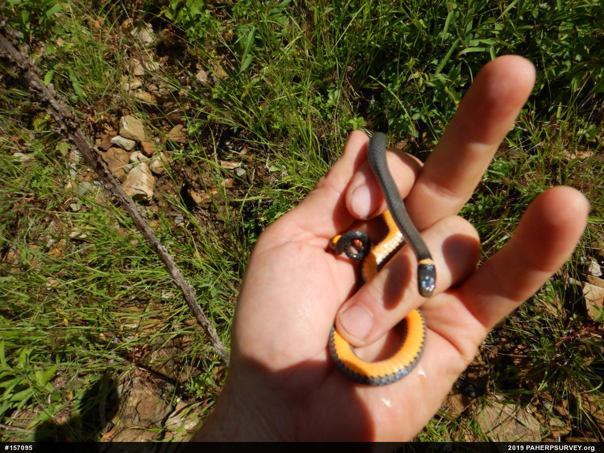 Northern Ring-necked Snake