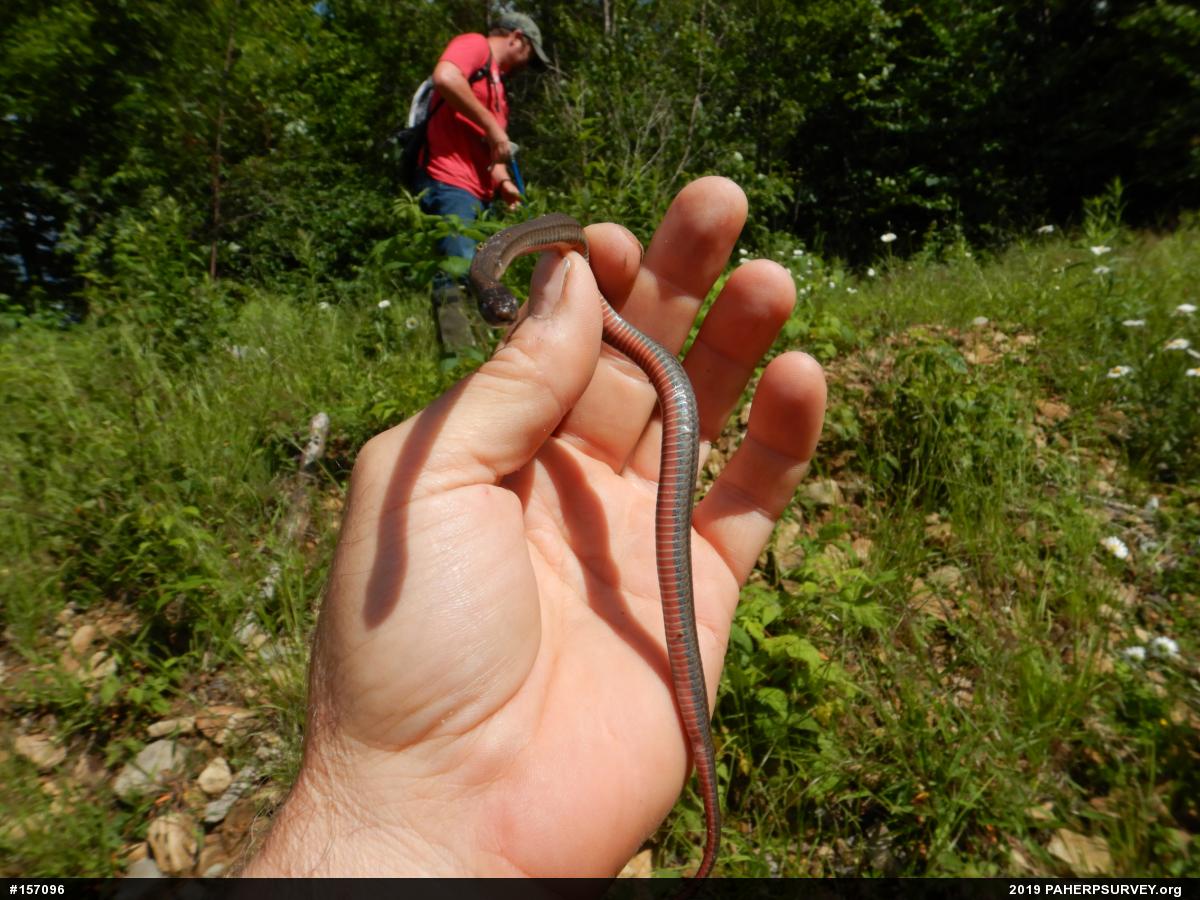 Red-bellied Snake
