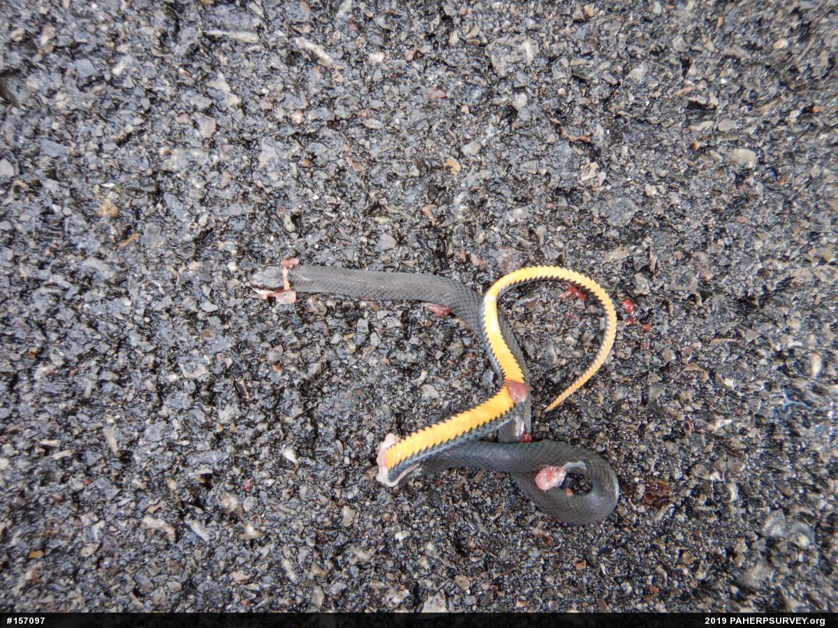 Northern Ring-necked Snake