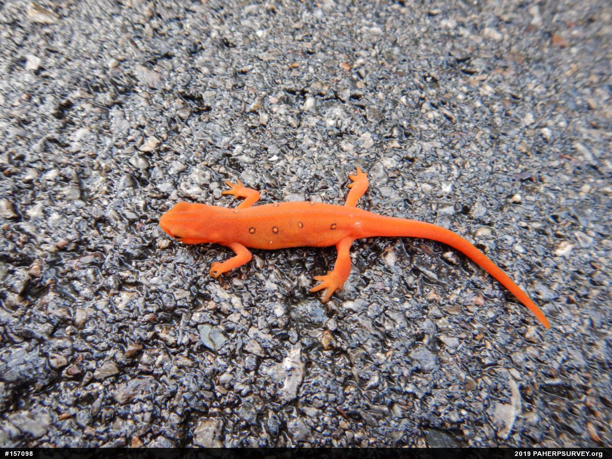 Red-spotted Newt