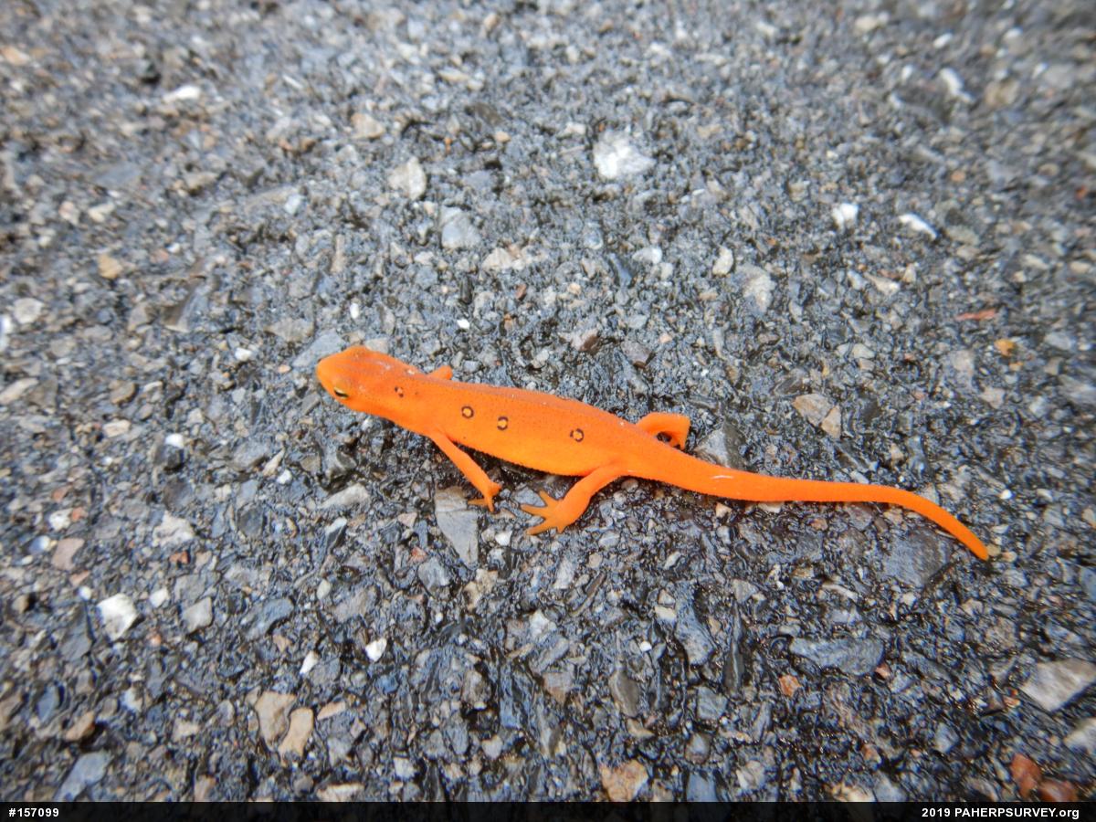 Red-spotted Newt