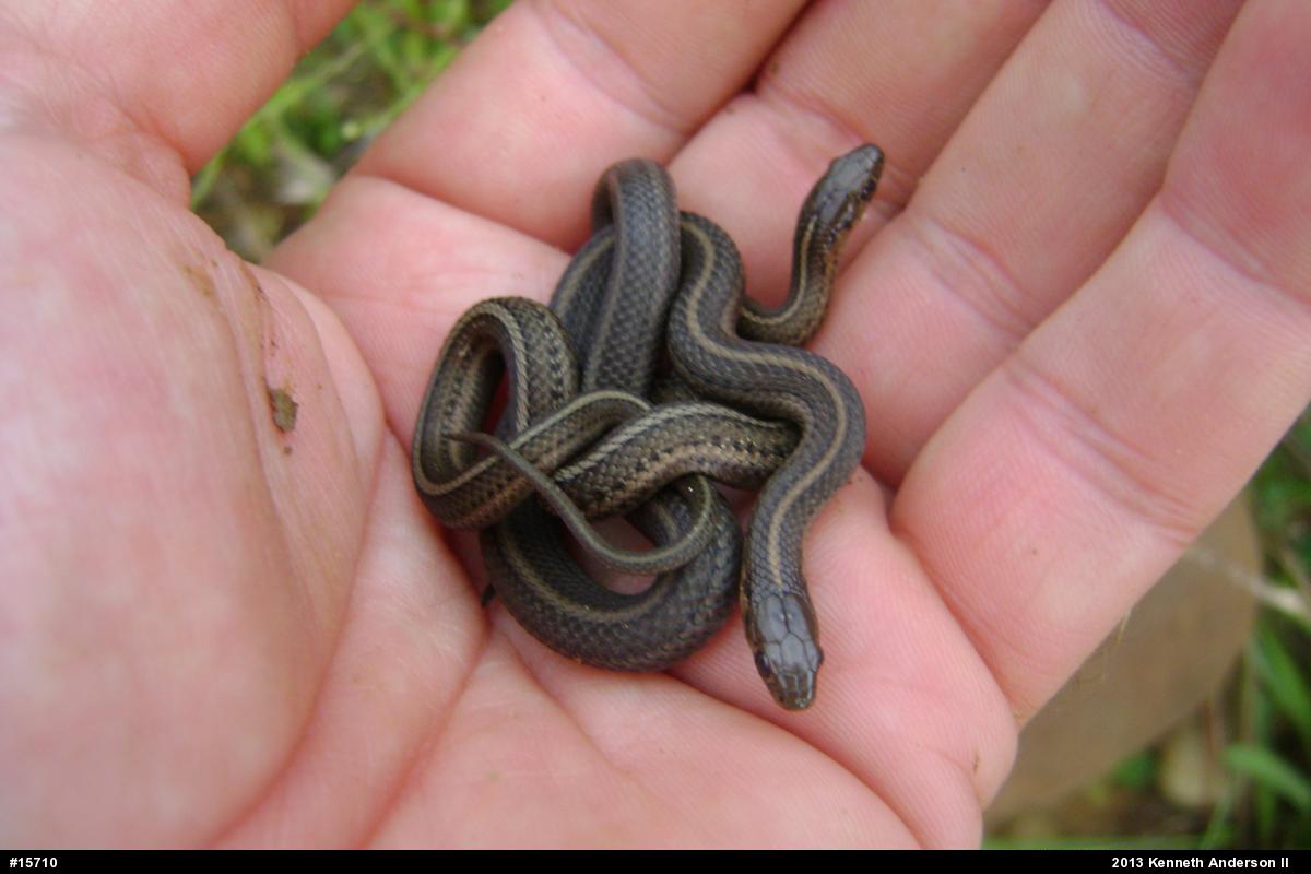 Shorthead Gartersnake