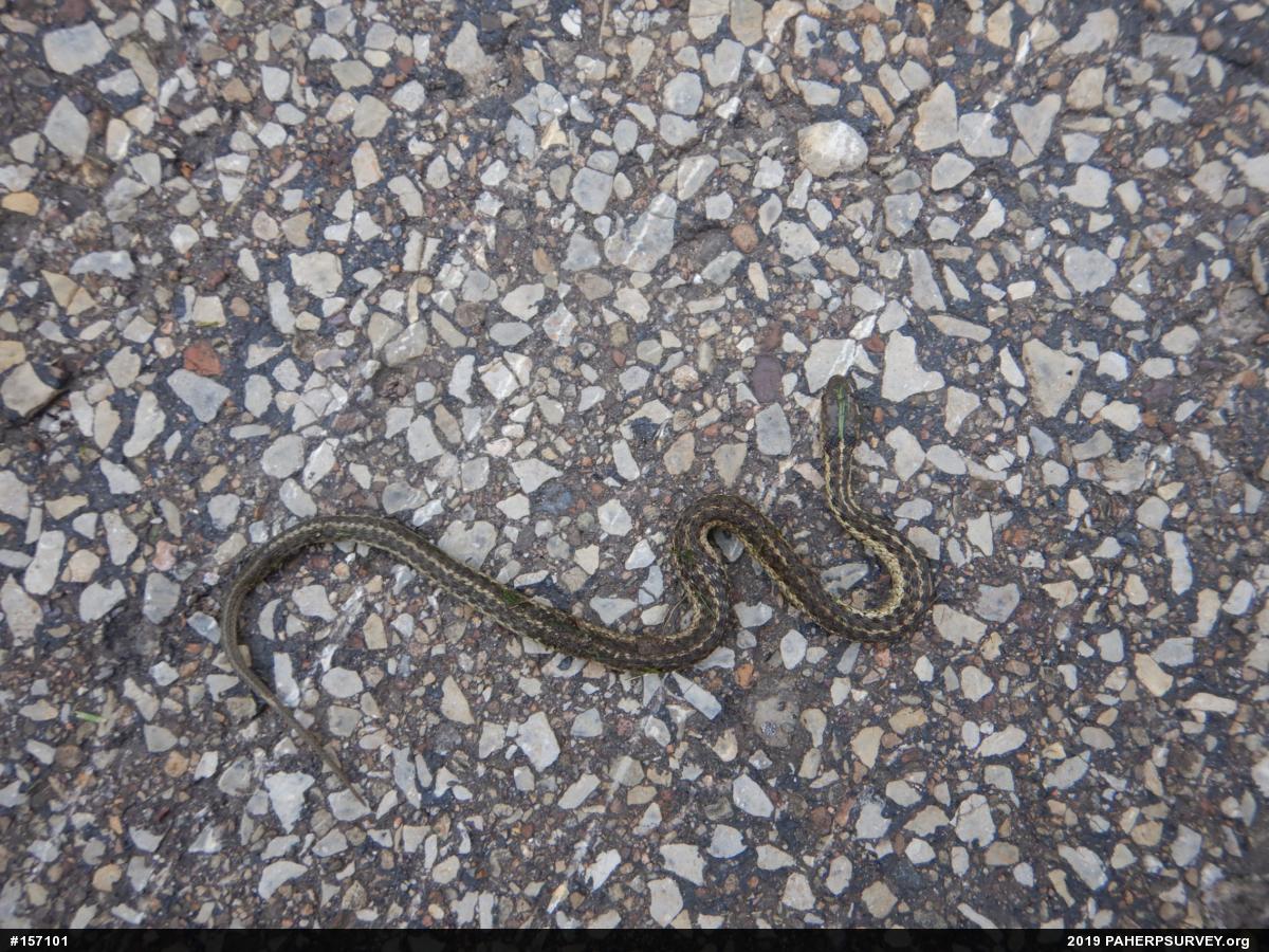 Eastern Gartersnake