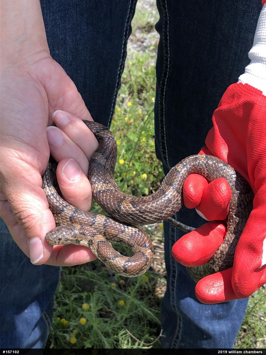 Eastern Milksnake